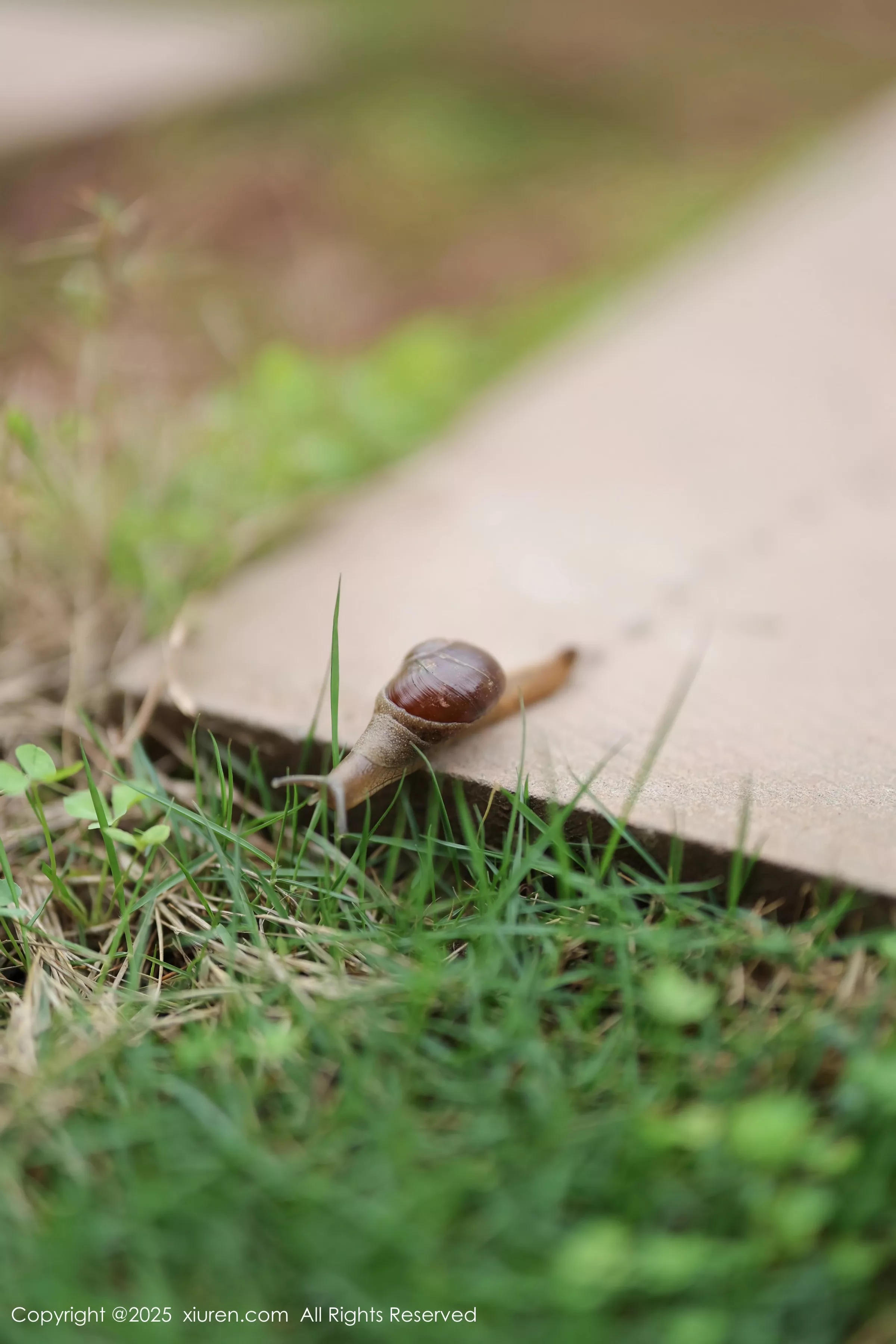 [[XiuRen秀人网]秀人网]No.10215_新人模特茂木希子性感红色裙子配肉色丝袜秀完美曲线诱惑写真82P